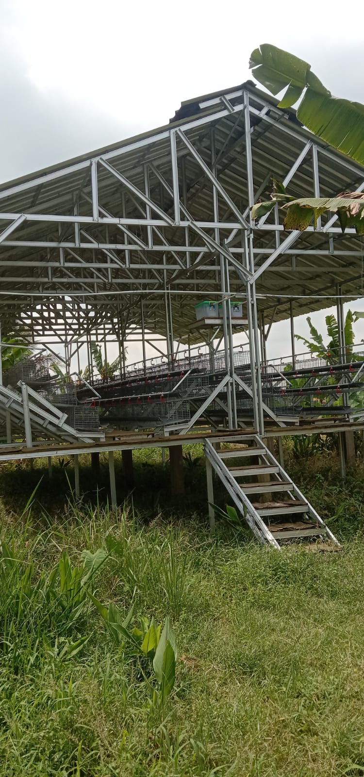 Keterangan Foto: Kondisi kandang ayam petelur program ketahanan pangan milik BUMDes Bintang Sejahtera Seuat Jaya, Kecamatan Petir, Kabupaten Serang, dengan nilai anggaran sebesar Rp151.400.000 dari penyertaan modal BUMDes tahun 2025 hingga kini belum terisi ayam. Padahal proyek tersebut telah berjalan hampir satu tahun dan kondisi bangunan mulai terlihat mengalami kerusakan. Saat dikonfirmasi awak media, pihak desa menyebut pengisian ayam akan dilakukan dalam waktu satu minggu, namun pernyataan tersebut menuai sorotan masyarakat karena dinilai tidak sebanding dengan kondisi di lapangan.
