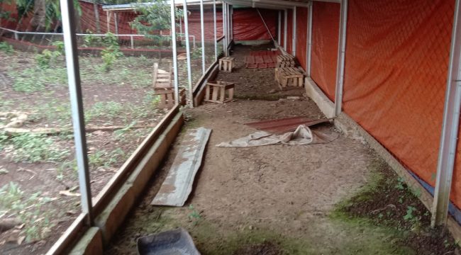 Kondisi kandang BUMDes Desa Kampung Baru, Kecamatan Petir, Kabupaten Serang, terlihat kosong dan tidak terawat saat didatangi awak media. Tidak tampak aktivitas peternakan bebek di lokasi yang disebut sebagai bagian dari program penyertaan modal BUMDes.