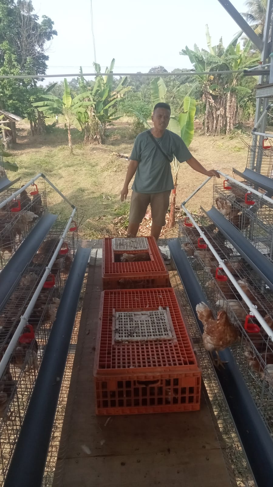 Kandang Ayam Petelur BUMDes Bintang Sejahtera Akhirnya Terisi Setelah Mendapat Sorotan Warga