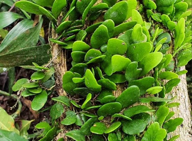 
 ‎Daun Sisqik Naga, Herbal Tradisional yang Menyimpan Potensi Farmakologi Modern