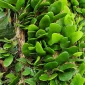‎Daun Sisqik Naga, Herbal Tradisional yang Menyimpan Potensi Farmakologi Modern